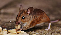 24 Hour & Emergency Exterminators in Palm Desert, CA